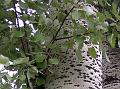 White Poplar